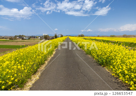埼玉県熊谷市小八林　荒川支流の和田吉野川沿いのサイクリングロード土手一面の菜の花畑 126653547