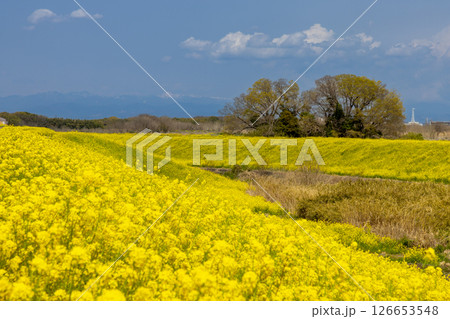 埼玉県熊谷市小八林　荒川支流の和田吉野川沿いの土手一面の菜の花畑 126653548