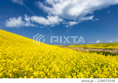 埼玉県熊谷市小八林　荒川支流の和田吉野川沿いの土手一面の菜の花畑 126653549