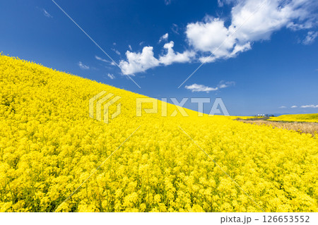 埼玉県熊谷市小八林 荒川支流の和田吉野川沿いの土手一面の菜の花畑 埼玉県熊谷市小八林 荒川支流の和田吉野川沿いの土手一面の菜の花畑 126653552