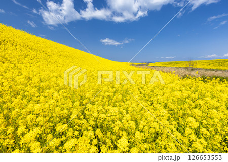 埼玉県熊谷市小八林　荒川支流の和田吉野川沿いの土手一面の菜の花畑 126653553