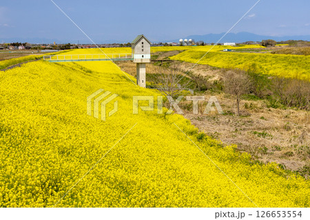 埼玉県熊谷市小八林　荒川支流の和田吉野川沿いの土手一面の菜の花畑 126653554
