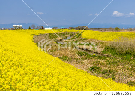埼玉県熊谷市小八林 荒川支流の和田吉野川沿いの土手一面の菜の花畑 埼玉県熊谷市小八林 荒川支流の和田吉野川沿いの土手一面の菜の花畑 126653555