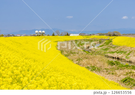 埼玉県熊谷市小八林　荒川支流の和田吉野川沿いの土手一面の菜の花畑 126653556