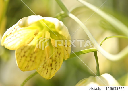 バイモユリの花 バイモユリの花 126653822