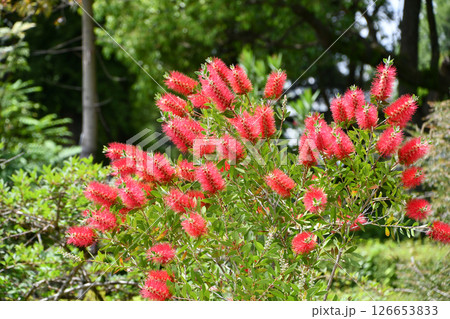 ブラシノキ Bottlebrush ブラシノキ Bottlebrush 126653833