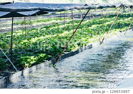 ＜安曇野＞大王わさび農場のわさび田 126653897