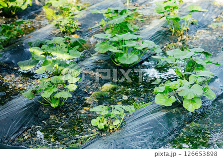 ＜安曇野＞大王わさび農場のわさび田 126653898