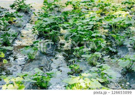 ＜安曇野＞大王わさび農場のわさび田 126653899