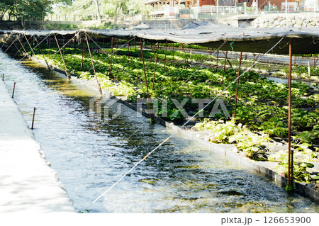 ＜安曇野＞大王わさび農場のわさび田 126653900
