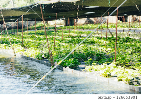 ＜安曇野＞大王わさび農場のわさび田 126653901