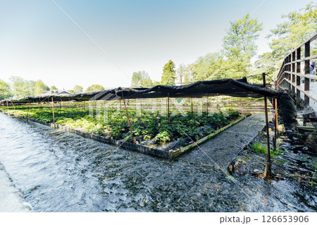 ＜安曇野＞大王わさび農場のわさび田 126653906