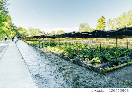 ＜安曇野＞大王わさび農場のわさび田 126653908