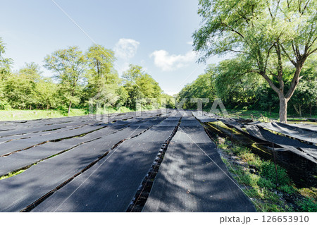 ＜安曇野＞大王わさび農場のわさび田 126653910