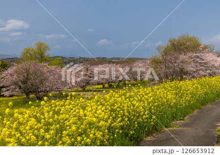 埼玉県熊谷市小八林　荒川支流の和田吉野川沿いの中の淵親水公園　桜並木と菜の花畑 126653912