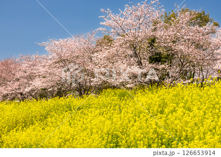 埼玉県熊谷市小八林　荒川支流の和田吉野川沿いの中の淵親水公園　桜並木と菜の花畑 126653914
