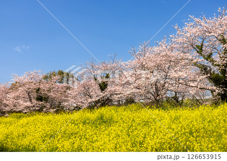 埼玉県熊谷市小八林 荒川支流の和田吉野川沿いの中の淵親水公園 桜並木と菜の花畑 埼玉県熊谷市小八林 荒川支流の和田吉野川沿いの中の淵親水公園 桜並木と菜の花畑 126653915