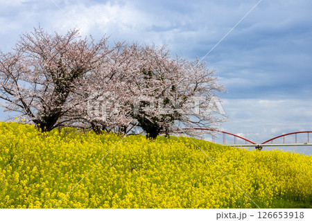 埼玉県熊谷市小八林　荒川支流の和田吉野川沿いの中の淵親水公園　桜並木と菜の花畑 126653918