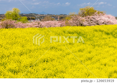 埼玉県熊谷市小八林　荒川支流の和田吉野川沿いの中の淵親水公園　桜並木と菜の花畑 126653919