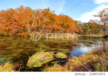 【青森県八甲田山の紅葉】グダリ沼の色鮮やかな紅葉は実に見事な風景 【青森県八甲田山の紅葉】グダリ沼の色鮮やかな紅葉は実に見事な風景 126653925