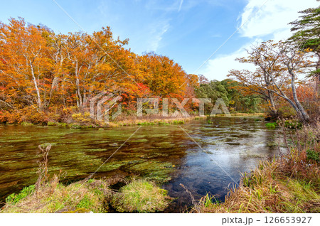 【青森県八甲田山の紅葉】グダリ沼の色鮮やかな紅葉は実に見事な風景 126653927
