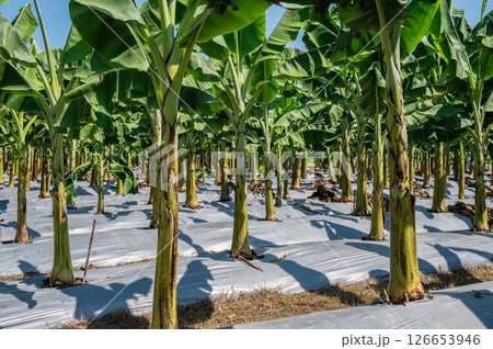 Banana plantation field. Banana trees, belonging to the Musa genus, are tropical plants known for their iconic fruit and large, lush leaves. 126653946