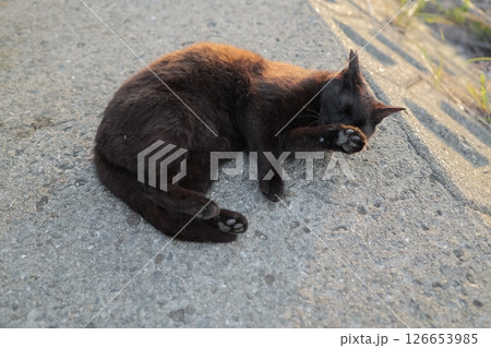 堤防で遊ぶ黒猫 126653985