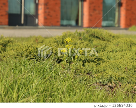 A Vibrant Yellow Flower Blooming Brightly Amidst Lush Greenery and Natural Surroundings 126654336