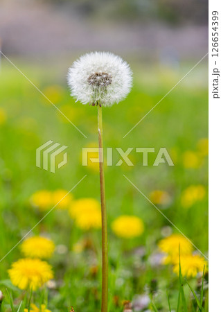 タンポポの綿毛と桜の花びら タンポポの綿毛と桜の花びら 126654399