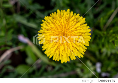 タンポポの黄色い花 126654413