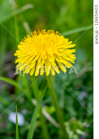 野に咲くタンポポ 126654415