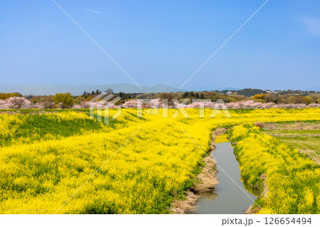 埼玉県熊谷市相上 荒川支流の和田吉野川沿いの桜リバーサイドパーク(大里桜堤) 桜並木と土手の菜の花畑 埼玉県熊谷市相上 荒川支流の和田吉野川沿いの桜リバーサイドパーク(大里桜堤) 桜並木と土手の菜の花畑 126654494