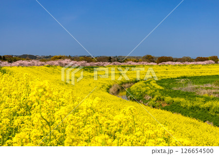 埼玉県熊谷市相上　荒川支流の和田吉野川沿いの桜リバーサイドパーク（大里桜堤）　桜並木と土手の菜の花畑 126654500