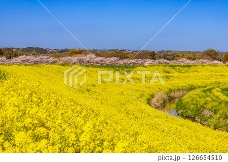 埼玉県熊谷市相上　荒川支流の和田吉野川沿いの桜リバーサイドパーク（大里桜堤）　桜並木と土手の菜の花畑 126654510