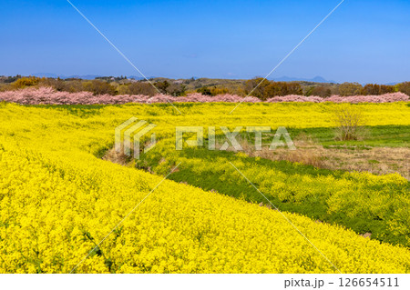 埼玉県熊谷市相上 荒川支流の和田吉野川沿いの桜リバーサイドパーク(大里桜堤) 桜並木と土手の菜の花畑 埼玉県熊谷市相上 荒川支流の和田吉野川沿いの桜リバーサイドパーク(大里桜堤) 桜並木と土手の菜の花畑 126654511