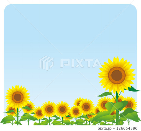 ヒマワリ02 126654590