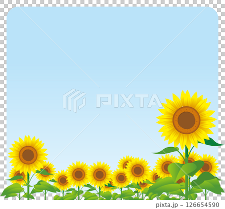 ヒマワリ02 126654590