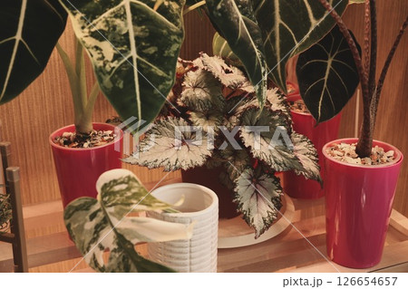 Lively and Vibrant Indoor Plants Beautifully Arranged in Colorful Pots for Home Decor 126654657