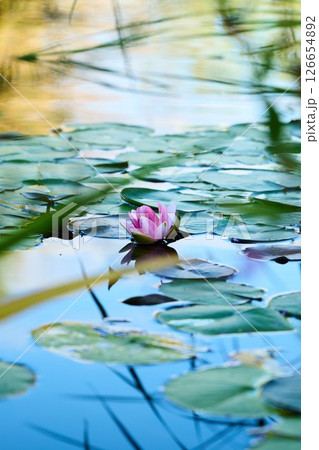 A Serene Water Lily gracefully floats upon the Calm Surface of a peaceful, tranquil Pond A Serene Water Lily gracefully floats upon the Calm Surface of a peaceful, tranquil Pond 126654892