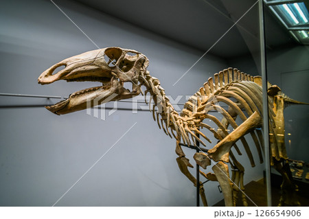 福井県立恐竜博物館の室内風景 福井県勝山市 126654906