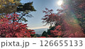 太陽の光が差す紅葉 126655133