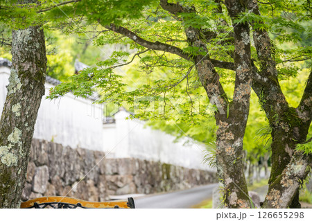 初夏の青紅葉が美しい漢陽寺新緑の風景 初夏の青紅葉が美しい漢陽寺新緑の風景 126655298