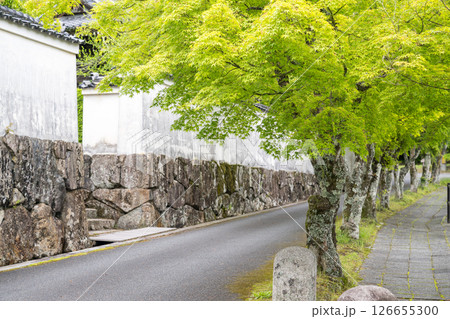 初夏の青紅葉が美しい漢陽寺新緑の風景 初夏の青紅葉が美しい漢陽寺新緑の風景 126655300