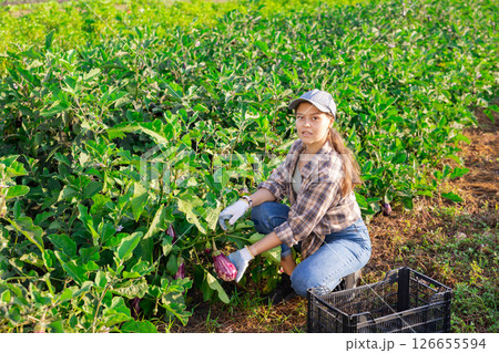 Girl works on plantation garden bed, cuts eggplant and puts them in box for transportation Girl works on plantation garden bed, cuts eggplant and puts them in box for transportation 126655594