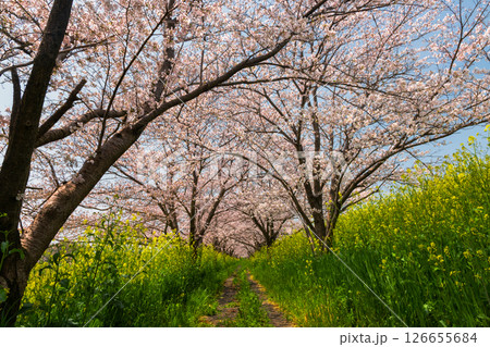 埼玉県熊谷市玉作 荒川支流の和田吉野川沿い玉作水門付近の桜並木 ソメイヨシノのトンネルと菜の花畑 埼玉県熊谷市玉作 荒川支流の和田吉野川沿い玉作水門付近の桜並木 ソメイヨシノのトンネルと菜の花畑 126655684