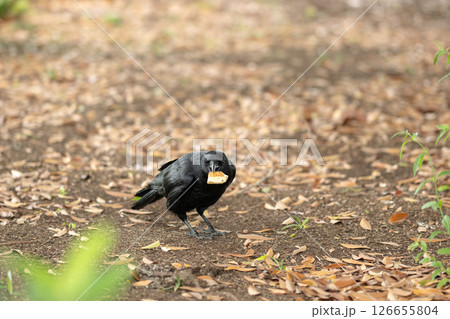 地面に降りてエサを食べるカラス 126655804