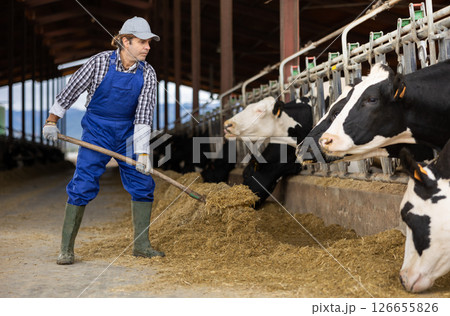 Farmer man feeds cows at dairy cow farm 126655826