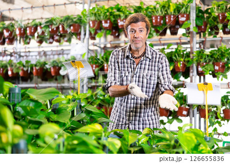 Salesman of flower shop near shelf with pothos tutor chooses pot with plant to send for customer 126655836