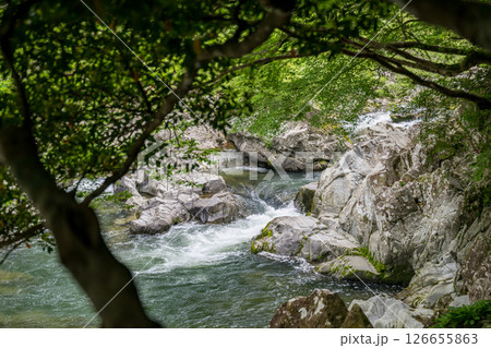 新緑の美しい青紅葉と清流の流れ 126655863