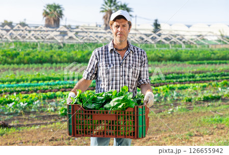 Portrait of successful horticulturist on farm plantation of leafy vegetables with freshly harvested chard in box 126655942